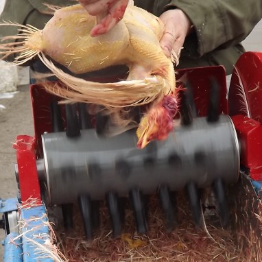 Čerupaljka za piliće