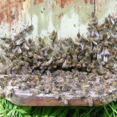 Med i pčelarstvo
