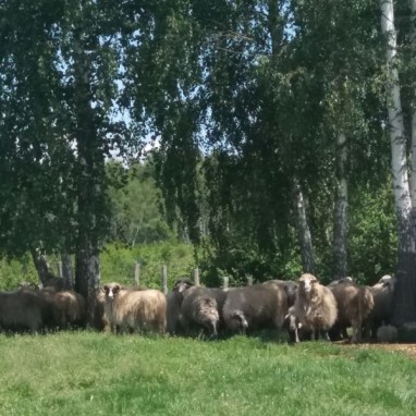 Ovce gos.Borne Čondić -O.P.G.Perna,uživaju na ukusnim pašnjacima podno Petrove gore